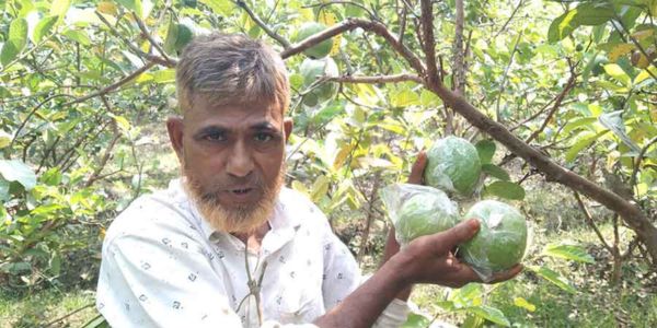 আটঘরিয়ার থাই থ্রি পেয়ারা চাষে লাভবান কৃষক আলতাফ